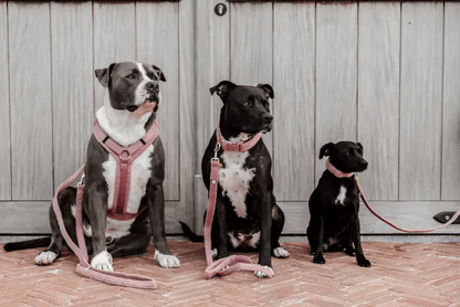 Leiband Teddy - Roze – Leiband van Kentucky Dogwear | Hondenboetiek (afbeelding 4)