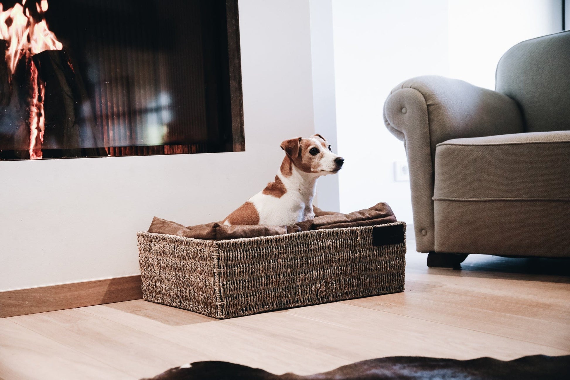 Hondenmand Basket – Hondenmand van Kentucky Dogwear | Hondenboetiek (afbeelding 2)