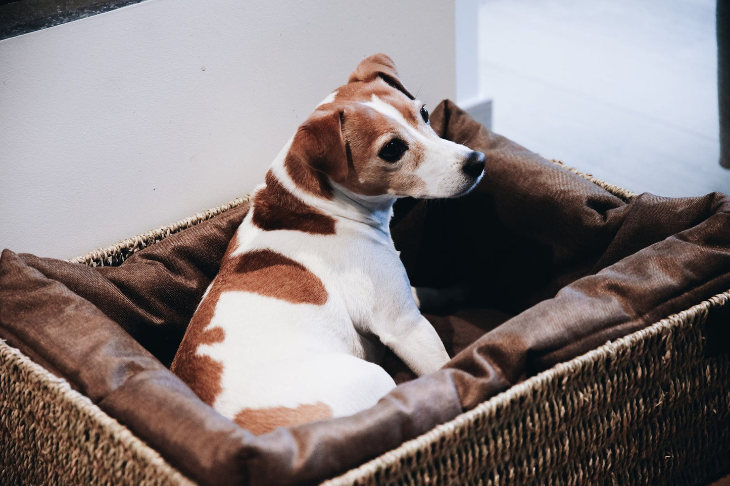 Hondenmand Basket – Hondenmand van Kentucky Dogwear | Hondenboetiek (afbeelding 3)