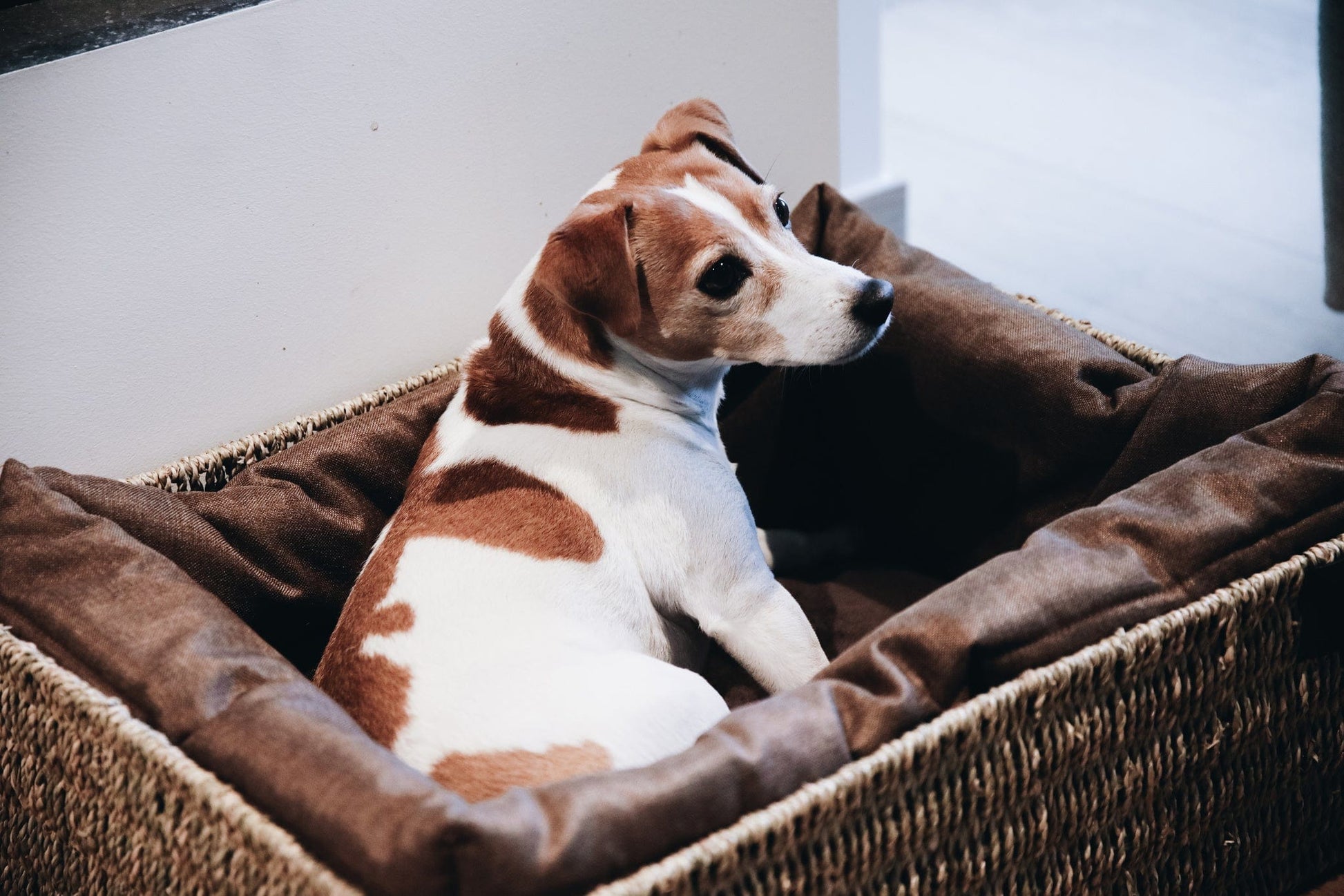 Hondenmand Basket – Hondenmand van Kentucky Dogwear | Hondenboetiek (afbeelding 3)