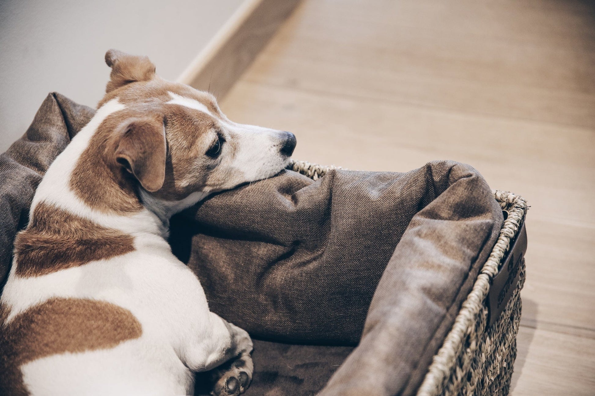 Hondenmand Basket – Hondenmand van Kentucky Dogwear | Hondenboetiek (afbeelding 4)