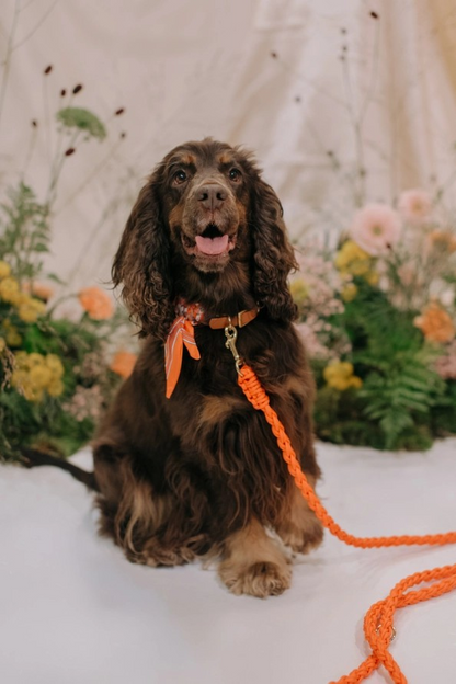 Halsband Ella – Halsband van Marley and Me | Hondenboetiek (afbeelding 4)