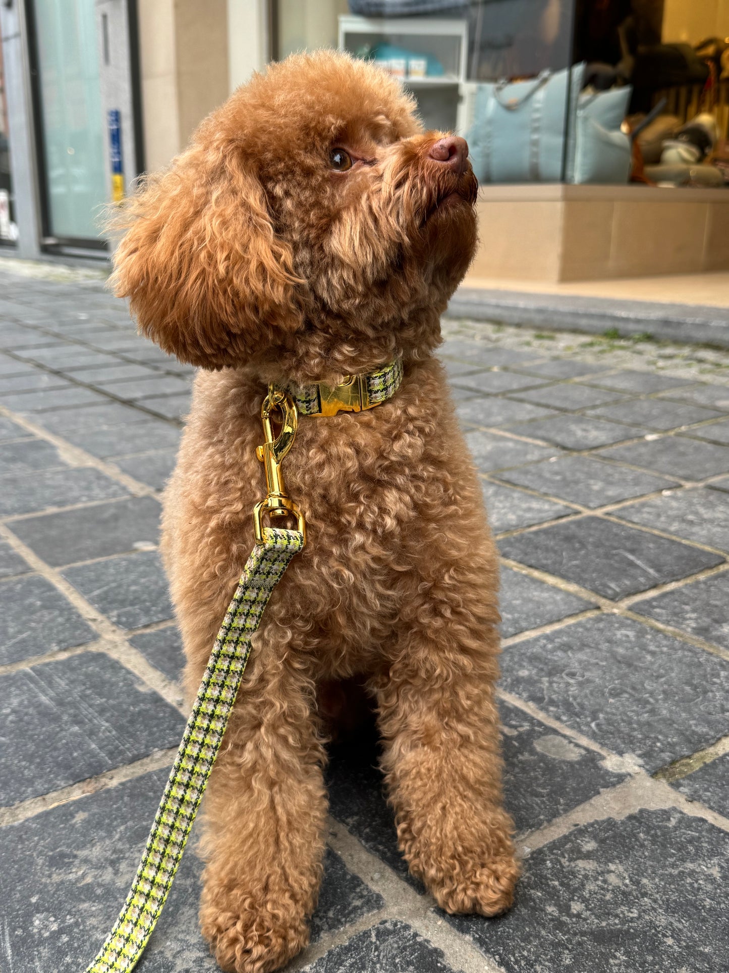 Halsband Carre Green – Halsband van MIEL | Hondenboetiek (afbeelding 3)