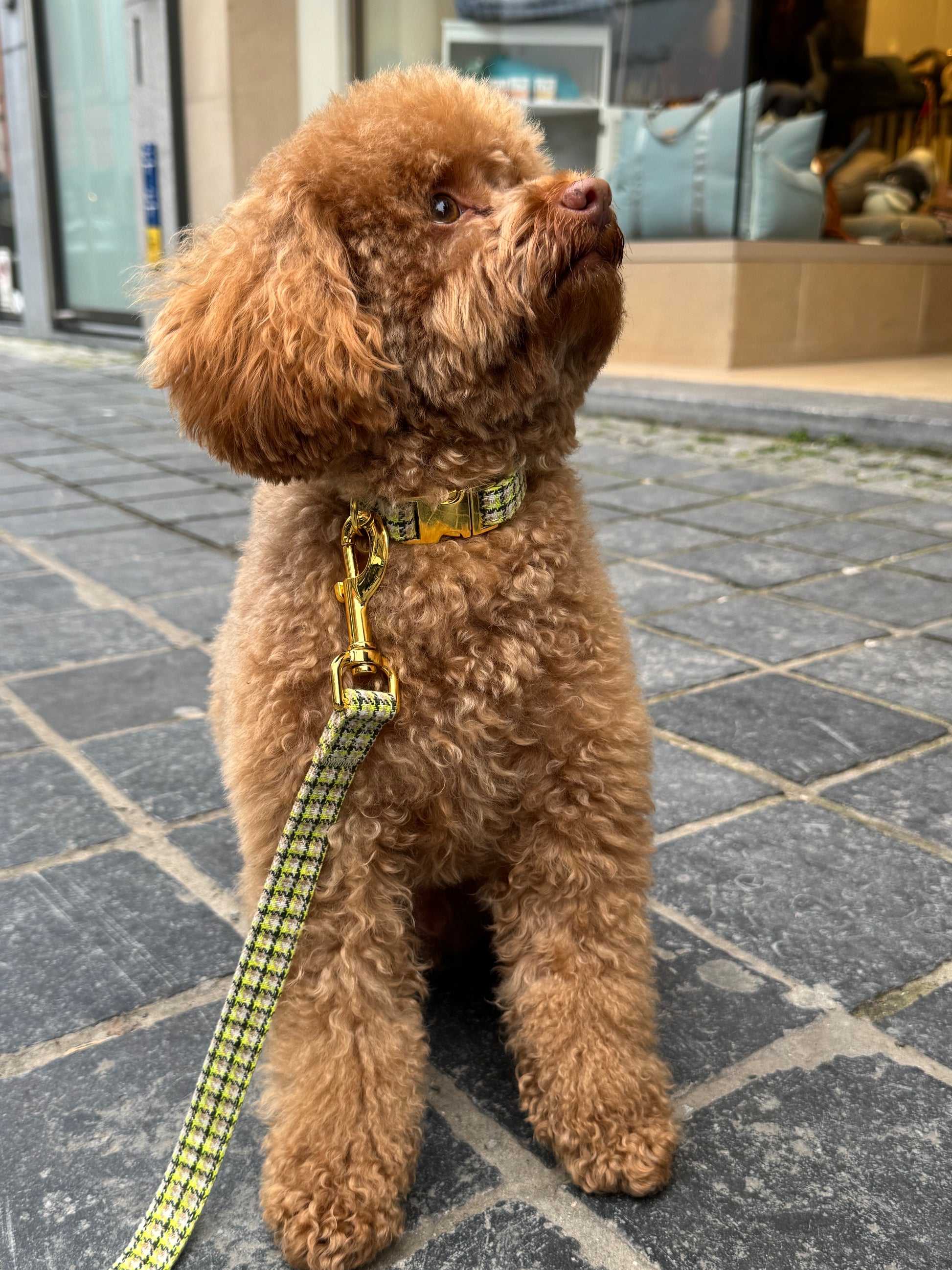 Halsband Carre Green – Halsband van MIEL | Hondenboetiek (afbeelding 3)