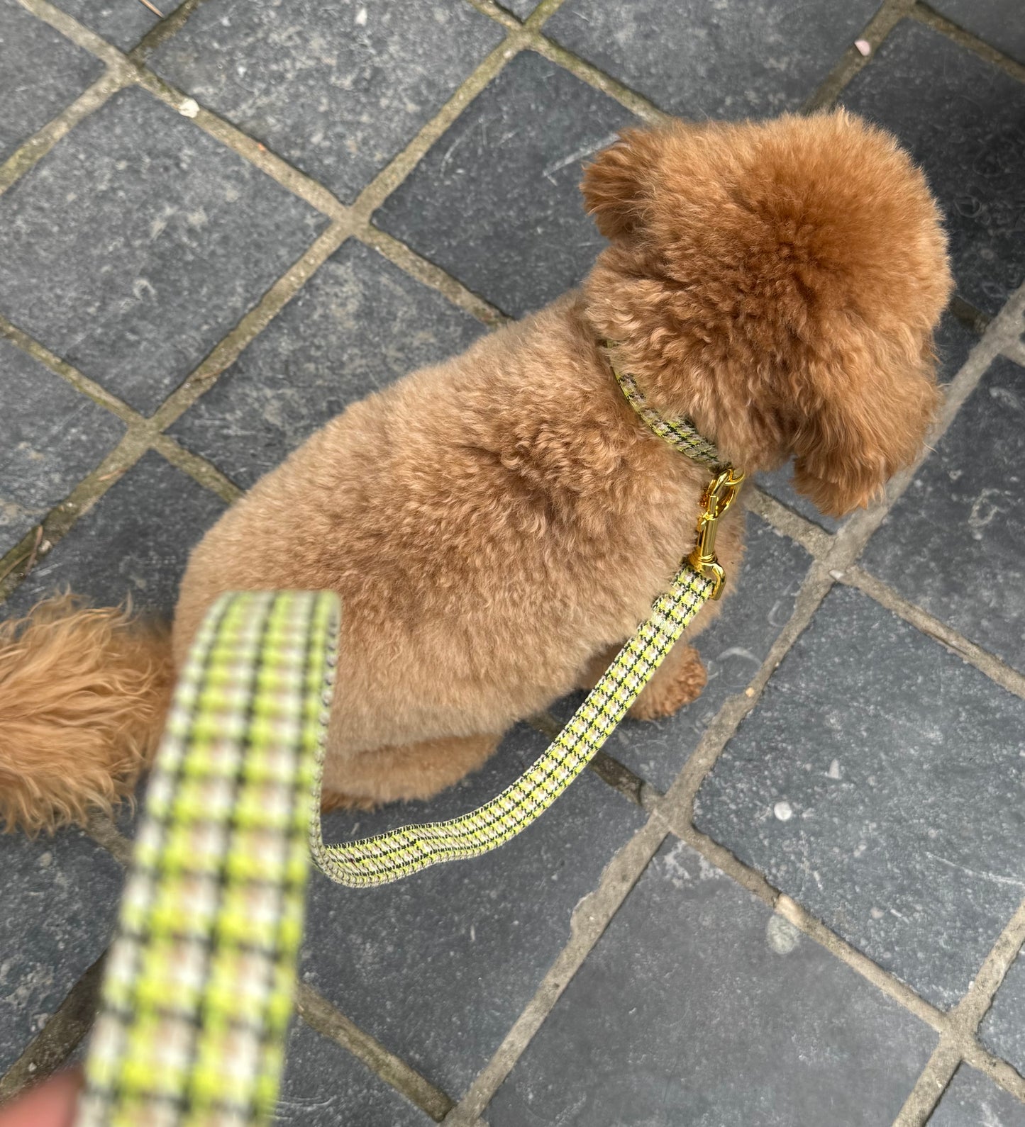 Halsband Carre Green – Halsband van MIEL | Hondenboetiek (afbeelding 5)