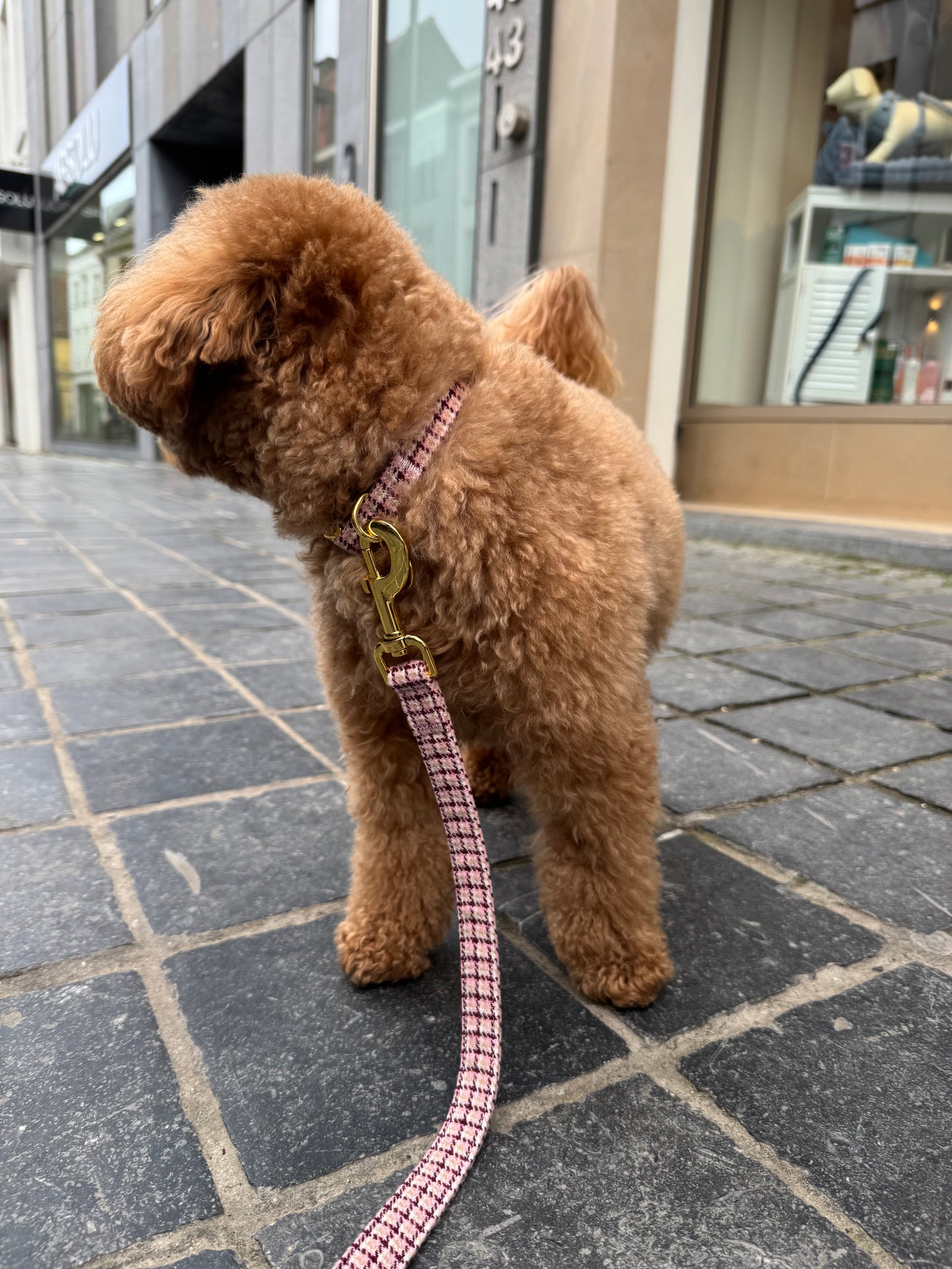 Halsband Carre Pink – Halsband van MIEL | Hondenboetiek (afbeelding 7)