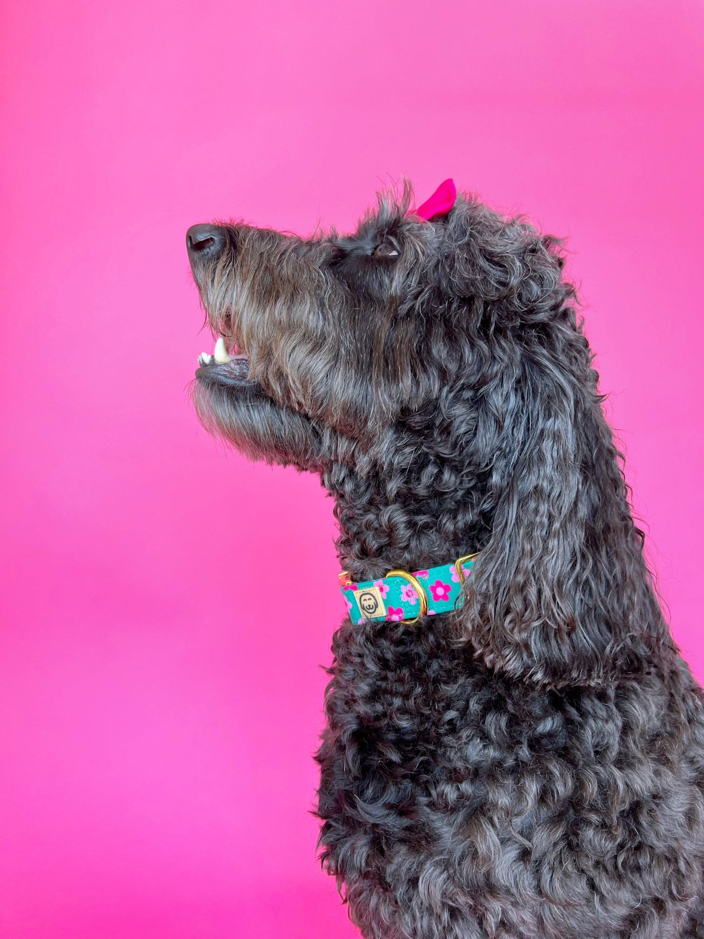 Petunia Halsband – Halsband van Molly & Co. | Hondenboetiek (afbeelding 4)