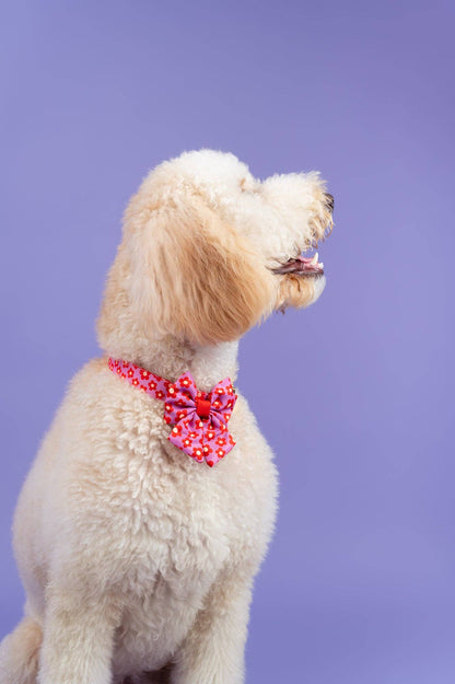 Wildflower Halsband – Halsband van Molly & Co. | Hondenboetiek (afbeelding 7)