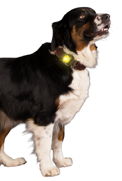 Nightwalk Veiligheidslampje – Accessoire van Nightwalk | Hondenboetiek (afbeelding 4)