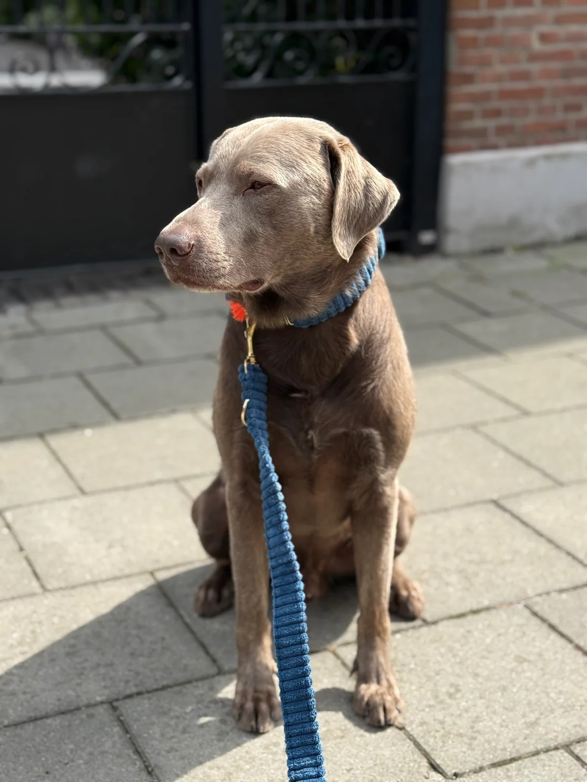 Halsband "Couchy“ Blauw – Halsband van Pellina | Hondenboetiek (afbeelding 5)