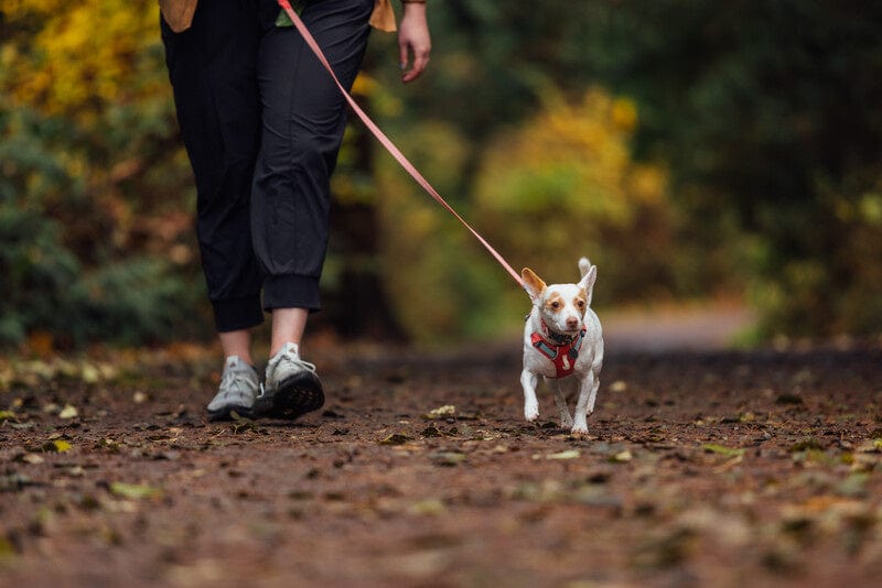 Hi & Light Leiband  New Style Roze – Leiband van Ruffwear | Hondenboetiek (afbeelding 6)
