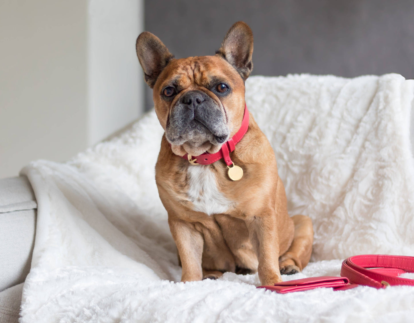 Leren Leiband - Koninklijk Rood – Leiband van The Dog Musthaves | Hondenboetiek (afbeelding 2)