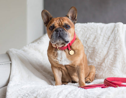 Leren Leiband - Koninklijk Rood – Leiband van The Dog Musthaves | Hondenboetiek (afbeelding 2)