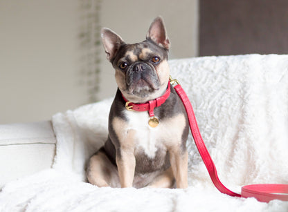 Leren Leiband - Koninklijk Rood – Leiband van The Dog Musthaves | Hondenboetiek (afbeelding 4)