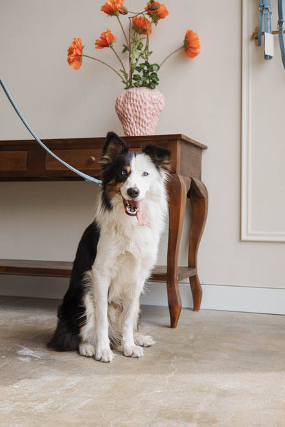 Leren leiband - Lichtblauw – Leiband van The Dog Musthaves | Hondenboetiek (afbeelding 7)