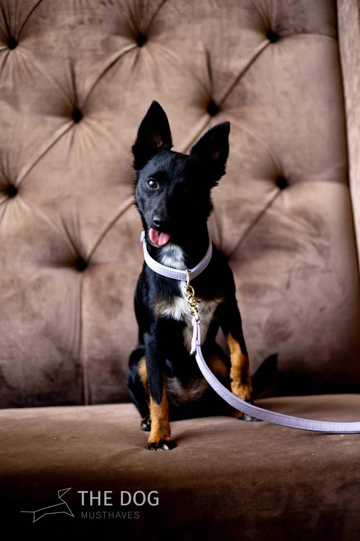 Leren Leiband Lila Paars – Leiband van The Dog Musthaves | Hondenboetiek (afbeelding 10)