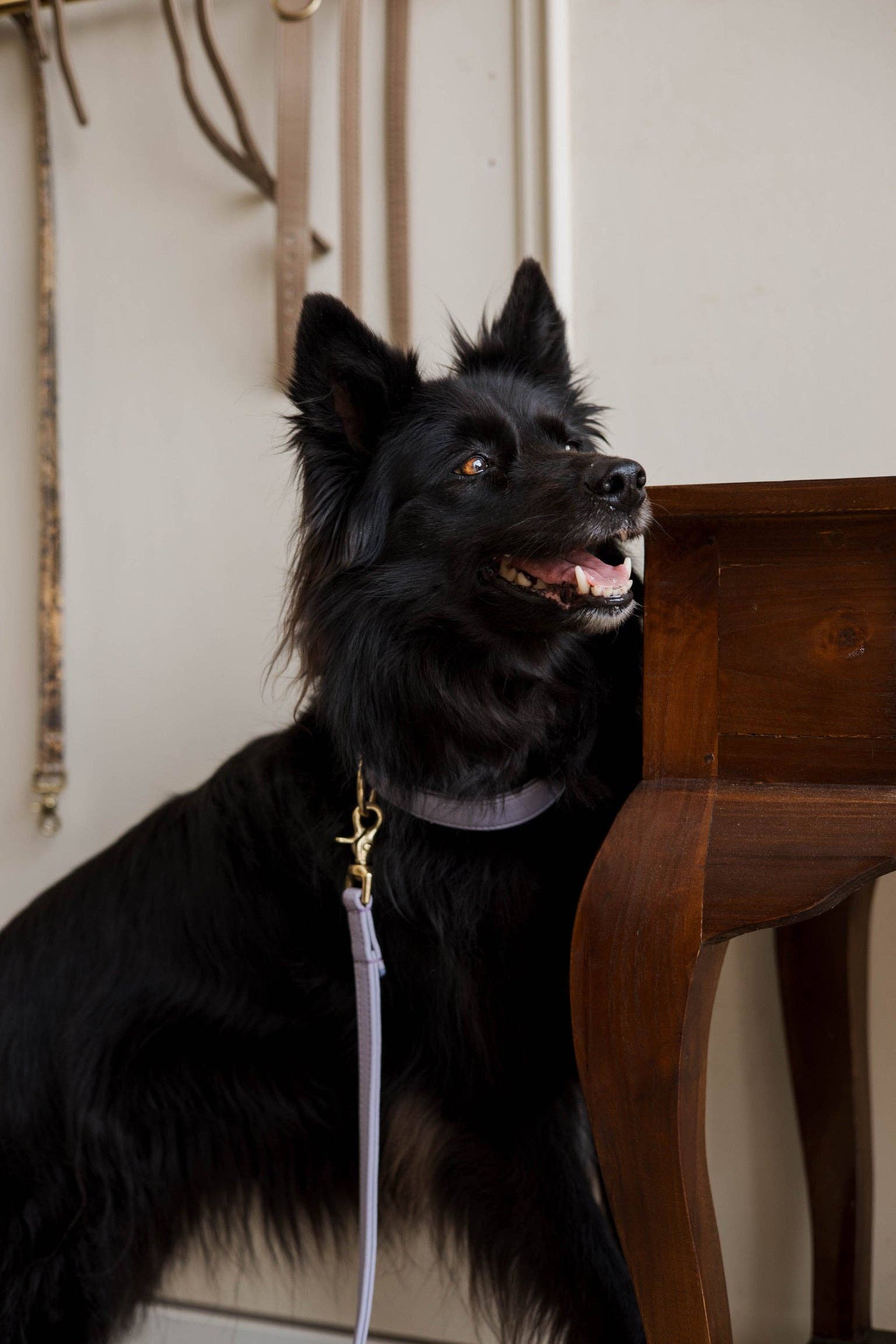 Leren Leiband Lila Paars – Leiband van The Dog Musthaves | Hondenboetiek (afbeelding 3)