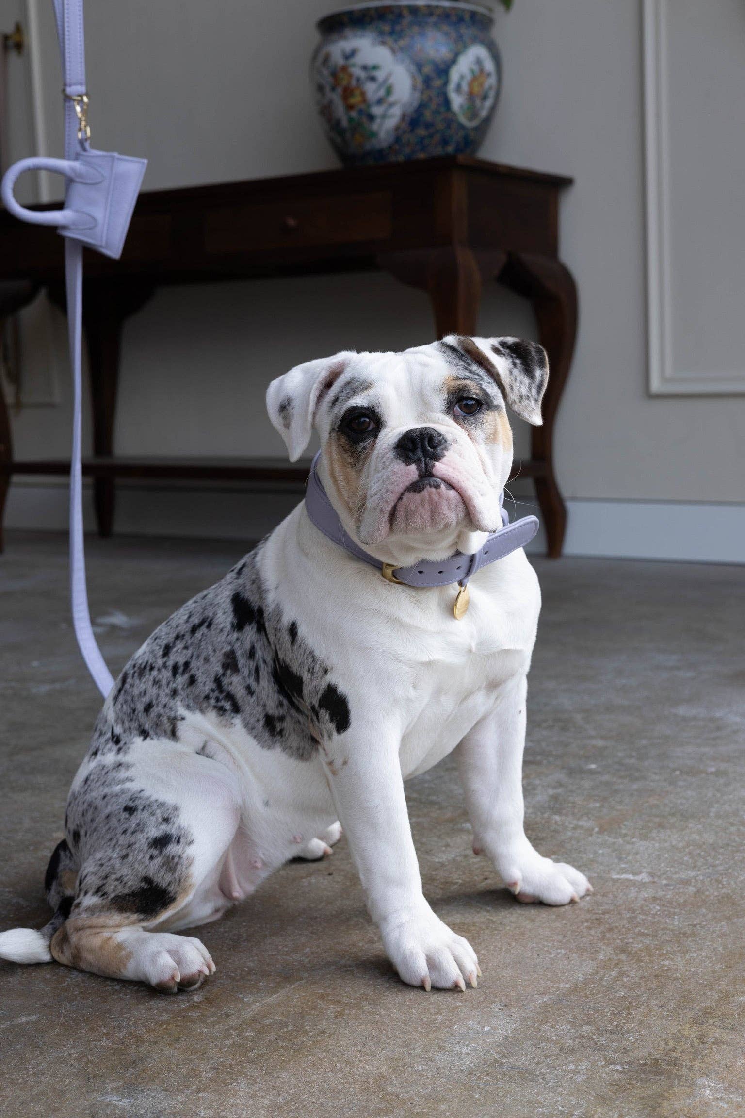 Leren Leiband Lila Paars – Leiband van The Dog Musthaves | Hondenboetiek (afbeelding 5)