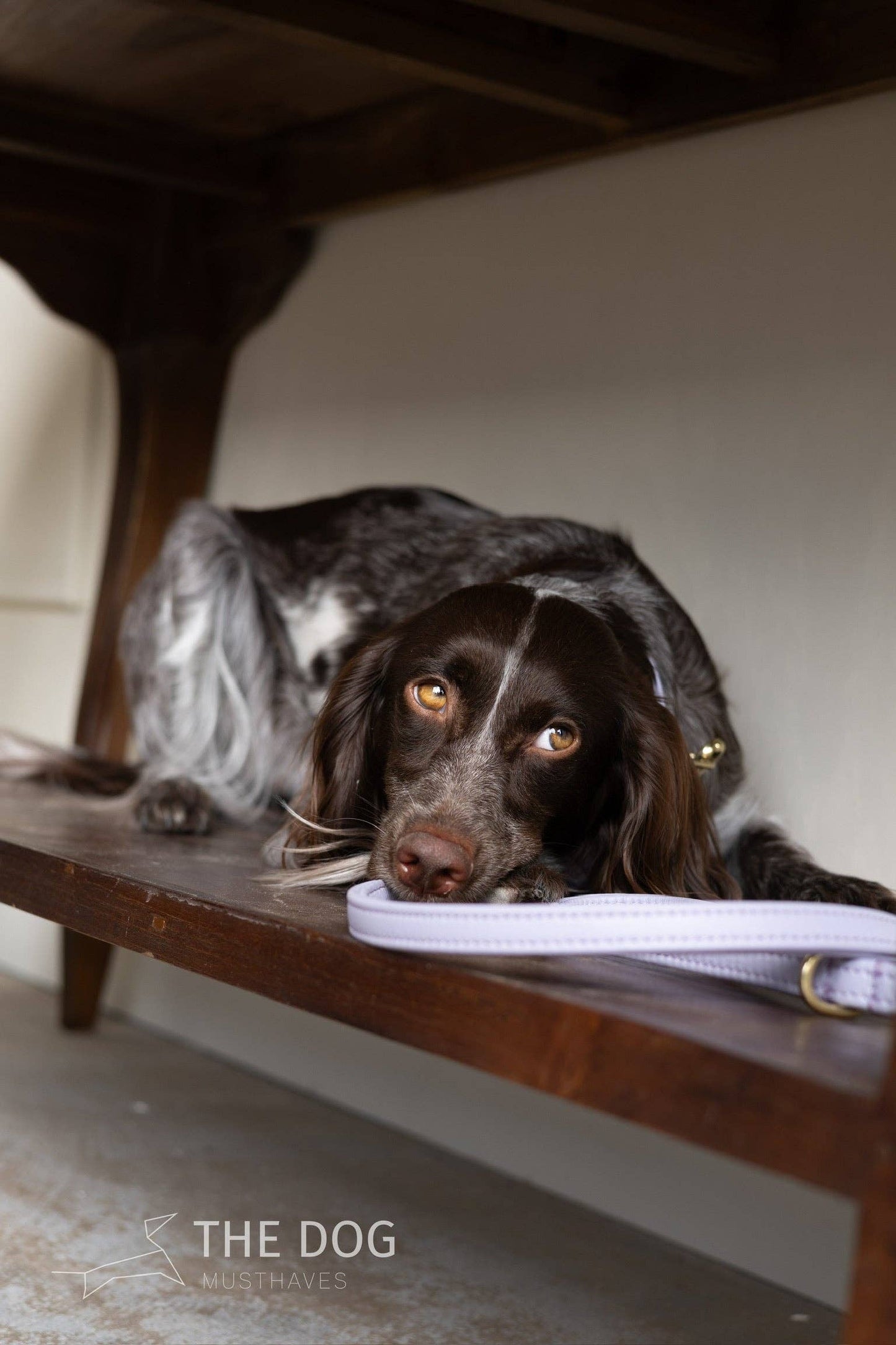 Leren Leiband Lila Paars – Leiband van The Dog Musthaves | Hondenboetiek (afbeelding 8)