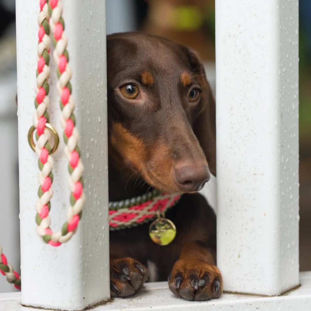 Halsband Paracord Yoko